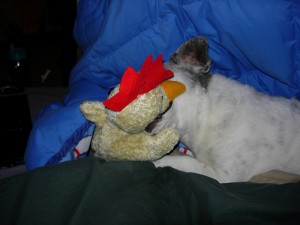 chicken5