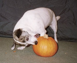 pumpkin15