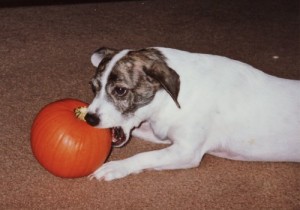 pumpkin_45