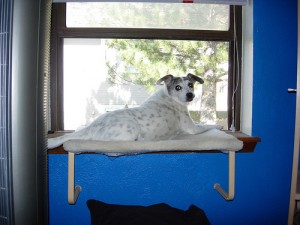 window2