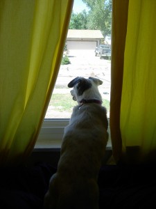 window6