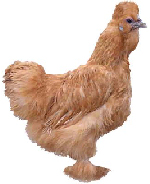 chicken